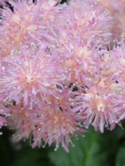 อัสดง (Astilbe) คละสี+สายพันธุ์ / 100 เม็ด (นอก)