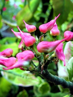 ต้นนกน้อยนำโชค ใบด่าง สูง 30-40 ซ.ม. / ต้น