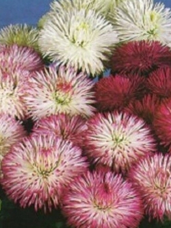 อิงลิช เดซี่ (English Daisy) คละ / 100 เม็ด (UK)