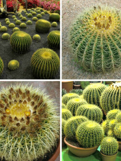 ถังทอง (Echinocactus grusonii) / 10 เม็ด (Italy)