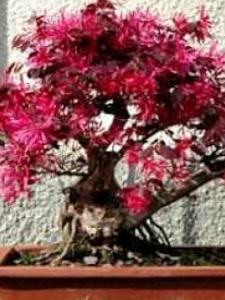 ต้นหงส์ฟู่บอนไซ (Chinese Fringe Flower) / ต้น