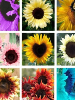 ทานตะวัน (Sunflower) คละ / 100 เม็ด