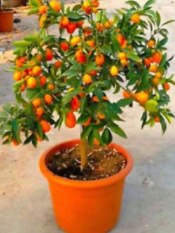 สัมจี๊ด (Kumquat) / 30 เม็ด (นอก)