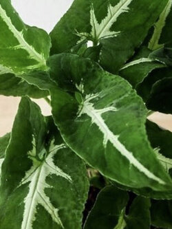 ต้นออมเพชร กระถาง 8 นิ้ว / ต้น