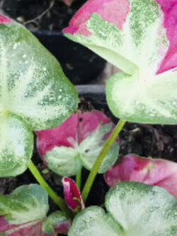 ต้นบอนสี ชายชล กระถาง 4 นิ้ว