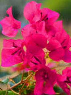 ต้นเฟื่องฟ้า สีแดง สูง 30-40 ซ.ม. / ต้น