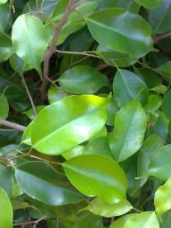 ไทรย้อยใบแหลม หรือไทร (Weeping Fig) / 7 เม็ด (P2S)