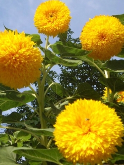 ทานตะวันดอกซ้อน (Double sunflower) / ซอง 20 เม็ด (A298)