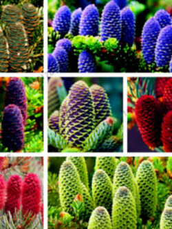 สนเกาหลี (Abies Koreana) คละ / 50 เม็ด