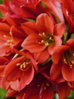 คลิเวีย (Clivia) แดง / 5 เม็ด