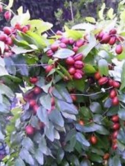 พุทราจีน (Chinese Date) / 5 เม็ด (นอก)