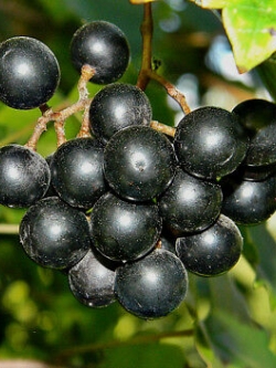 องุ่นมัสคาดีนดำ (Black Mascadine Grape) / 5 เม็ด (USA)