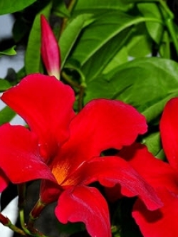 ต้นอมรเบิกฟ้า สีแดง กระถางแขวน / ต้น