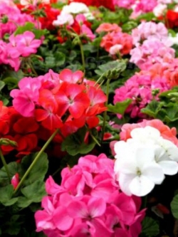 การ์เด้น เจอราเนียม เอฟทู (F2 Garden Geranium) คละ / 10 เม็ด (UK)