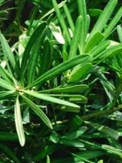 ต้นสนใบพาย กระถาง 6 นิ้ว