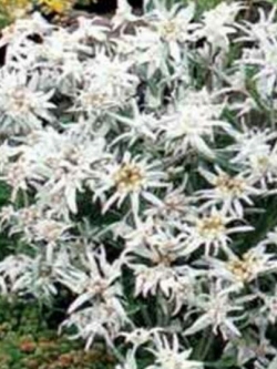 เอเดลไวส์ (Edelweiss) / 100 เม็ด (USA)