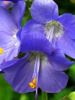 จาค็อบส์ แลดเดอร์ (Jacobs Ladder) สีลาเวนเดอร์ / 300 เม็ด (UK)