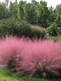 หญ้ามูลี่ชมพู (Pink Muhly grass) / 500 เม็ด (France)*