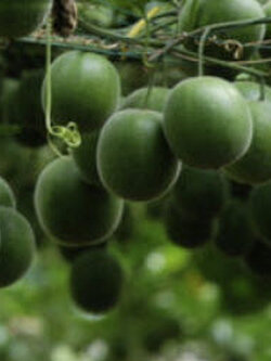 หล่อฮังก๊วย (Luo Han Guo / Siraitia Grosvenori) / 5 เม็ด (China)