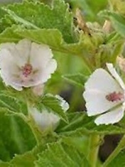 มาร์ชแมลโลว์ (Marshmallow) / 50 เม็ด (Ukraine)