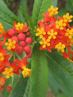 มิลค์หวีด (Milkweed) สีส้ม-เหลือง / 100 เม็ด