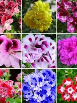 เจอราเนียม (Geranium) ซ้อน คละสี / 50 เม็ด