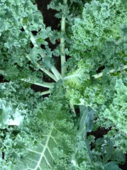 คะน้าเคล ผักเคล คะน้าใบหยิก Kale / ซอง 80 เม็ด (P2S)