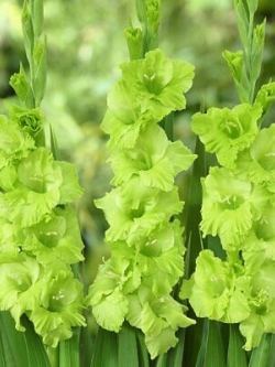 แกลดิโอลัส (Gladiolus) สีเขียว ดอกใหญ่ / 100 เม็ด