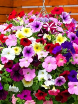 พิทูเนีย เลื้อยหรือกระถางแขวน / 1,000 เม็ด (UK)