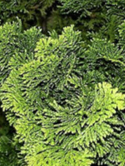 สนฮิโนกิ หรือ ฮิโนกิ ไซเปรซ (Hinoki Cypress) / 25 เม็ด (Russia)*