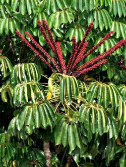 หนวดปลาหมึก (Schefflera actinophylla) / 10 เม็ด (Portugal)