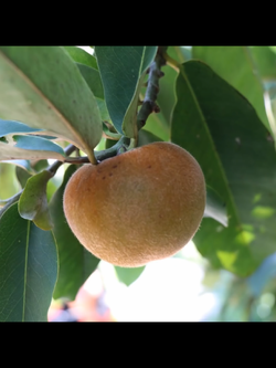 มะริด ผลสีเหลือง / เม็ด