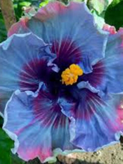 ชบาดอกใหญ่ สีฟ้า-ชมพู / 100 เม็ด