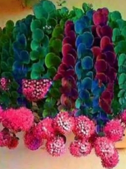 แคคตัส (Cactus-Onion) สีแดง / 50 เม็ด