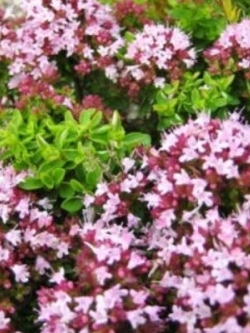 มาจอร์แรม (Marjoram) / 2,000 เม็ด (UK)