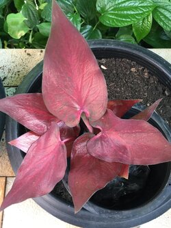 ต้นบอนสี “บุญมาก” กระถาง 6 นิ้ว / ต้น