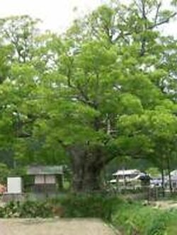 เซลโควาญี่ปุ่น (Zelkova Japanese ) / 10 เม็ด (UK)