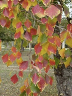 ศรีทอง (Chinese Tallow Trees) / 15 เม็ด (Russia)