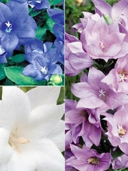 บอลลูน คละ 3 สียอดนิยม กลีบดอกซ้อน / 20 เม็ด (USA)