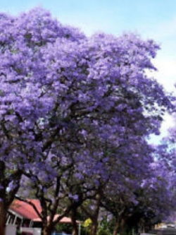 ศรีตรัง (Jacaranda) สีม่วง / 300 เม็ด (นอก)