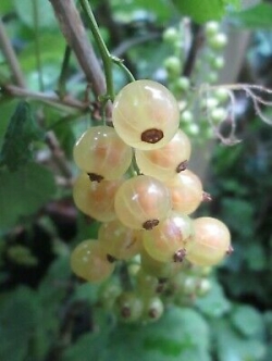 ไวท์ เคอแร้นท์ (White Currant) / 100 เม็ด