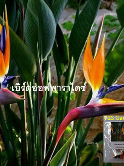 ปักษาสวรรค์ (Strelitzia reginae) สีส้ม / 5 เม็ด (Portugal)*