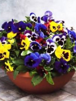 แพนซี (Pansy) คละ / ซอง 50 เม็ด (A070)