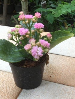 ต้นกุหลาบหิน สีชมพู size-S / ต้น