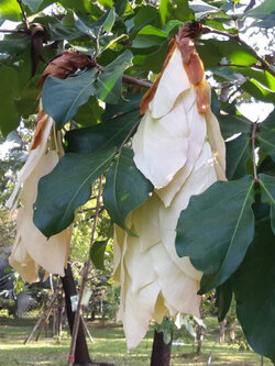 ต้น อโศกขาวแคระ อโศกขาว สูง 40-50 ซ.ม. หายากมาก