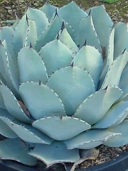 อะกาเว่ (Agave Parryi) / 10 เม็ด (UK)