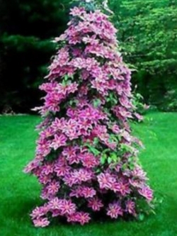 เคล็มแมททิส (Clematis) สีกุหลาบชมพู / 50 เม็ด