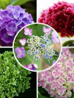 ไฮเดรนเยีย (Hydrangea) คละสี / 50 เม็ด (นอก)