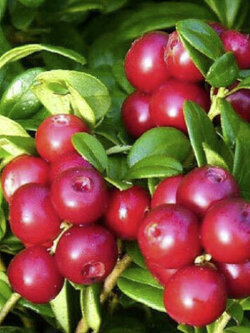 ลินกอนเบอรี่ (Lingonberry) / 25 เม็ด (Romania)