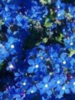 สตาร์ ฟลาวเวอร์ (Star Flower) สีน้ำเงิน / 25 เม็ด (นอก)